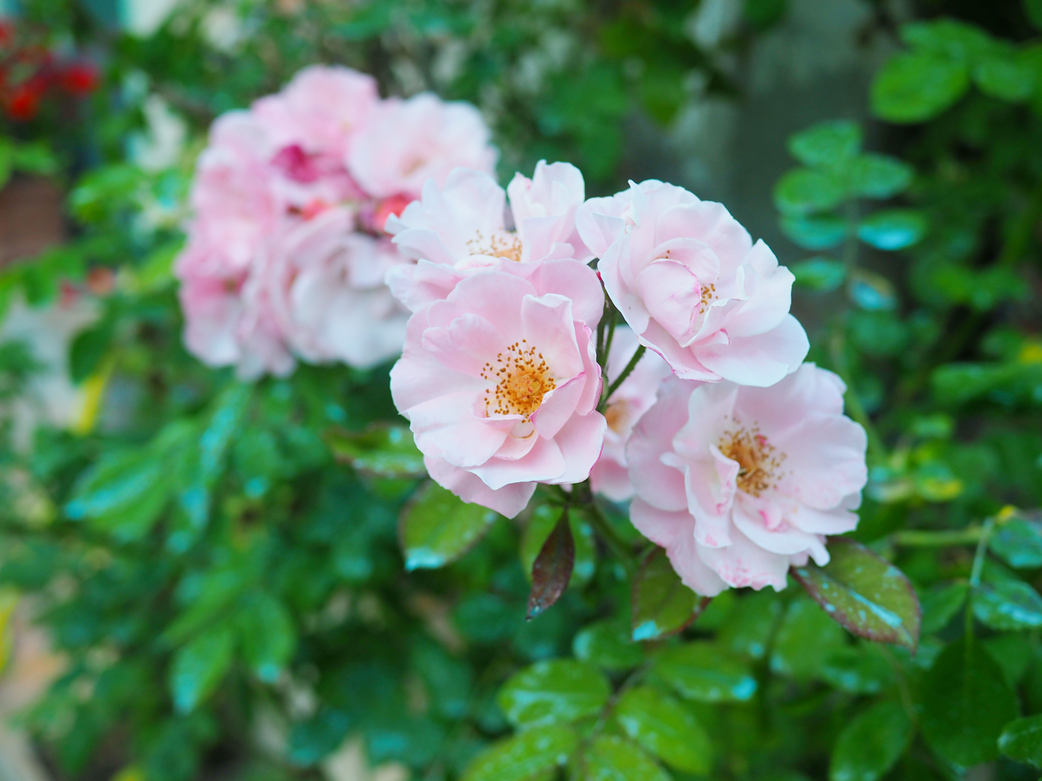 Corso / “Naturopatia per tutte le stagioni: Primavera”